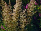 Calamagrostis epigeios