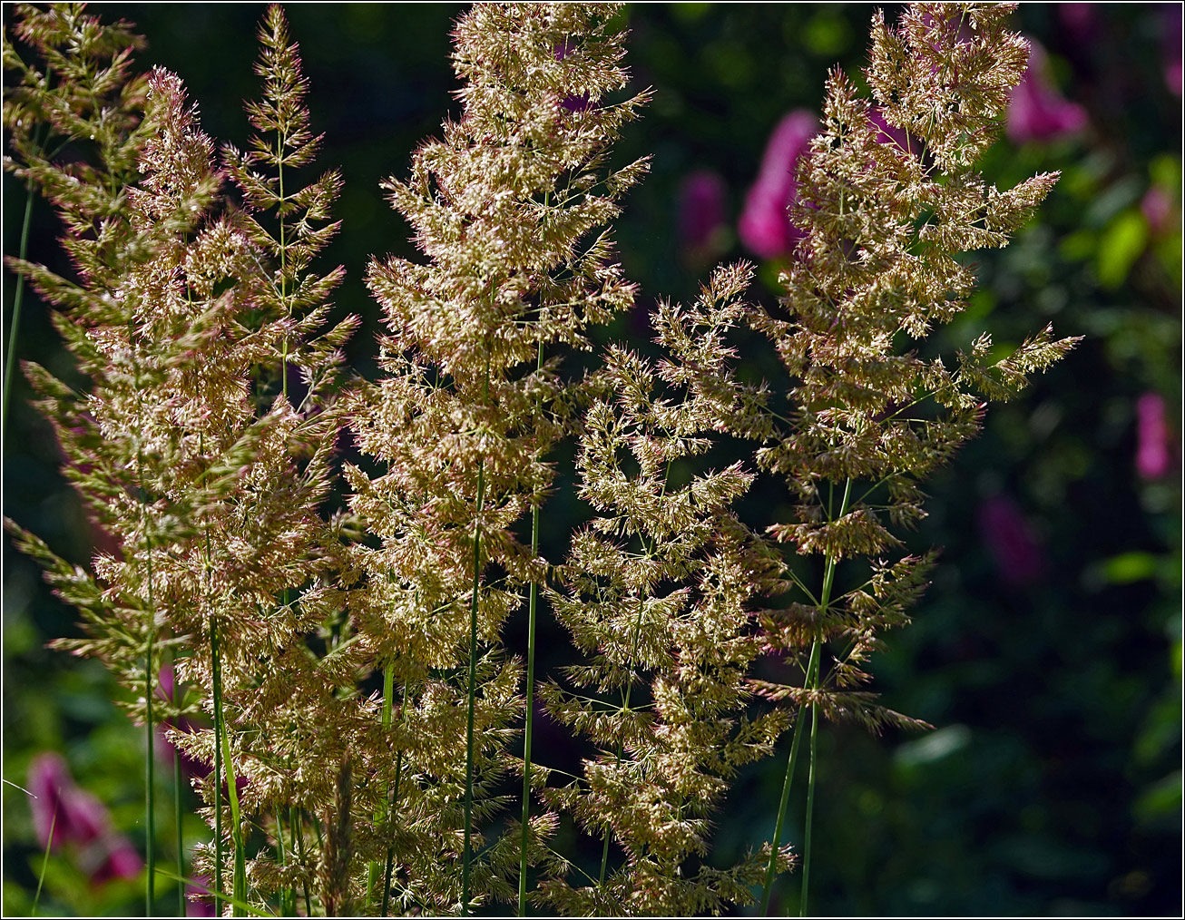Изображение особи Calamagrostis epigeios.