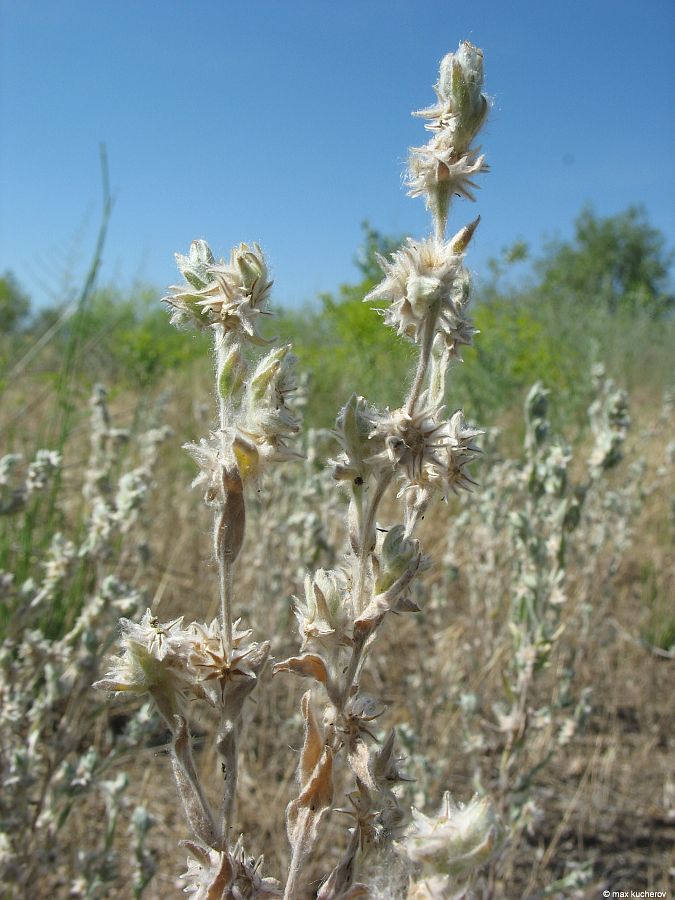 Image of Filago arvensis specimen.