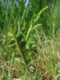 Botrychium lunaria. Спороносящее растение. Нидерланды, провинция Drenthe, окрестности Havelte. 24 мая 2009 г.