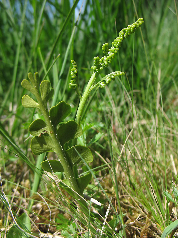 Изображение особи Botrychium lunaria.