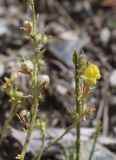 Linaria supina. Верхушки повреждённых побегов со зрелыми плодами и цветком. Испания, Каталония, пров. Жирона, комарка Рипольес, муниципалитет Сеткасес, окр. курорта \"Вальтер 2000\", ≈1900 м н.у.м., крутой склон юго-западной экспозиции, прогалина в сосновом (Pinus uncinata) лесу. 07.07.2024.