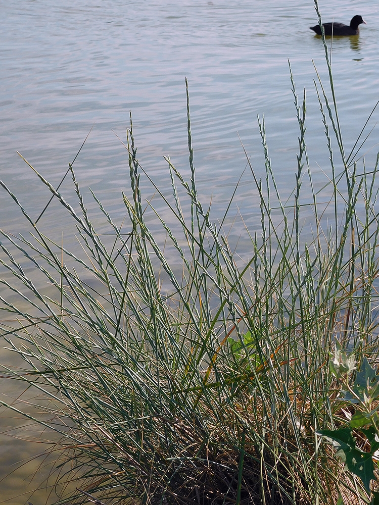 Изображение особи Elytrigia obtusiflora.