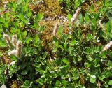 genus Salix