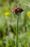 Dianthus andrzejowskianus