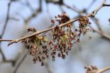 Ulmus laevis