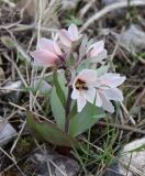 Rhinopetalum stenantherum. Цветущее растение. Узбекистан, Ташкентская обл., каменистый склон к Чарвакскому водохранилищу, степь. 29.03.2025.