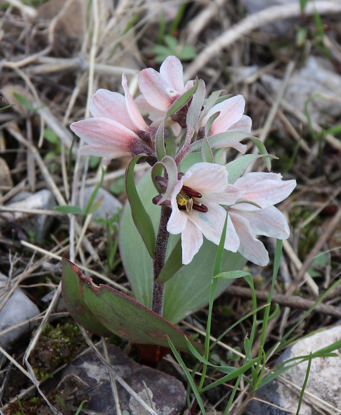 Изображение особи Rhinopetalum stenantherum.
