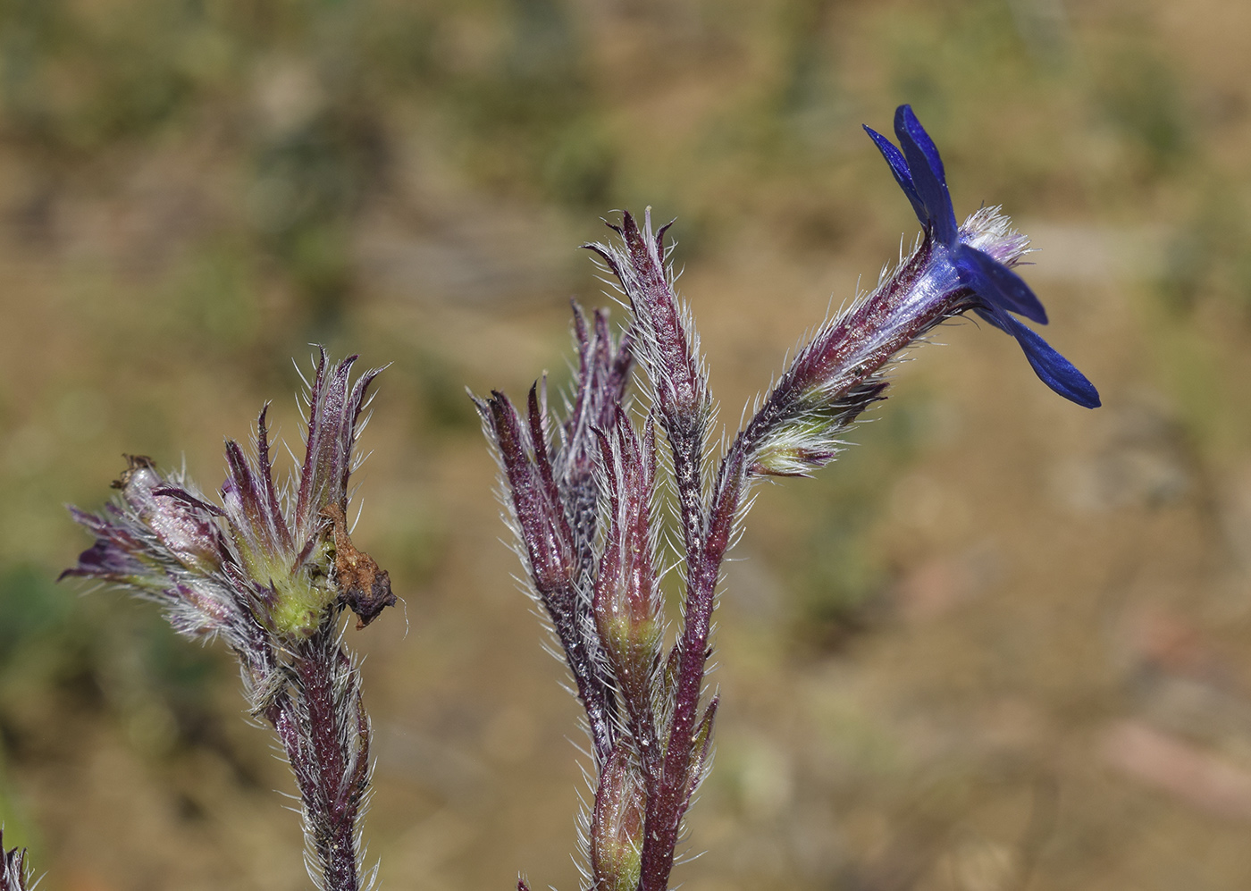 Image of Anchusa azurea specimen.