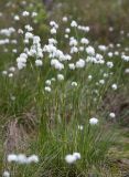Eriophorum vaginatum