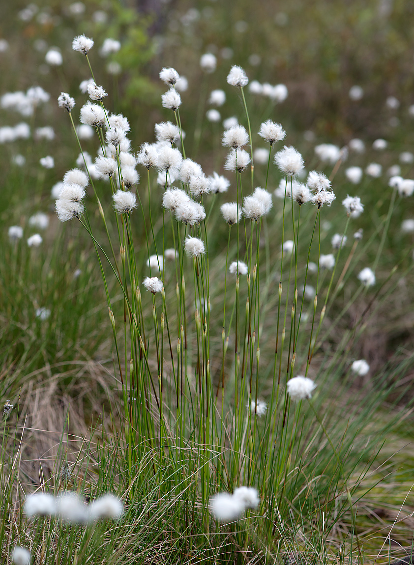 Изображение особи Eriophorum vaginatum.