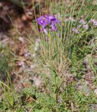 Campanula glomerata