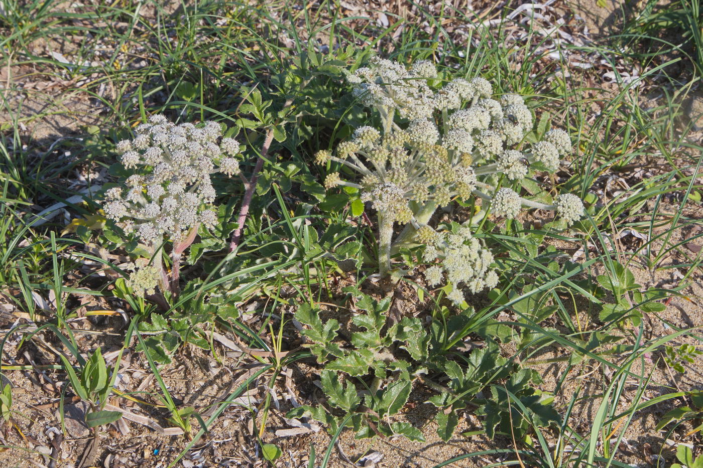 Image of Glehnia litoralis specimen.
