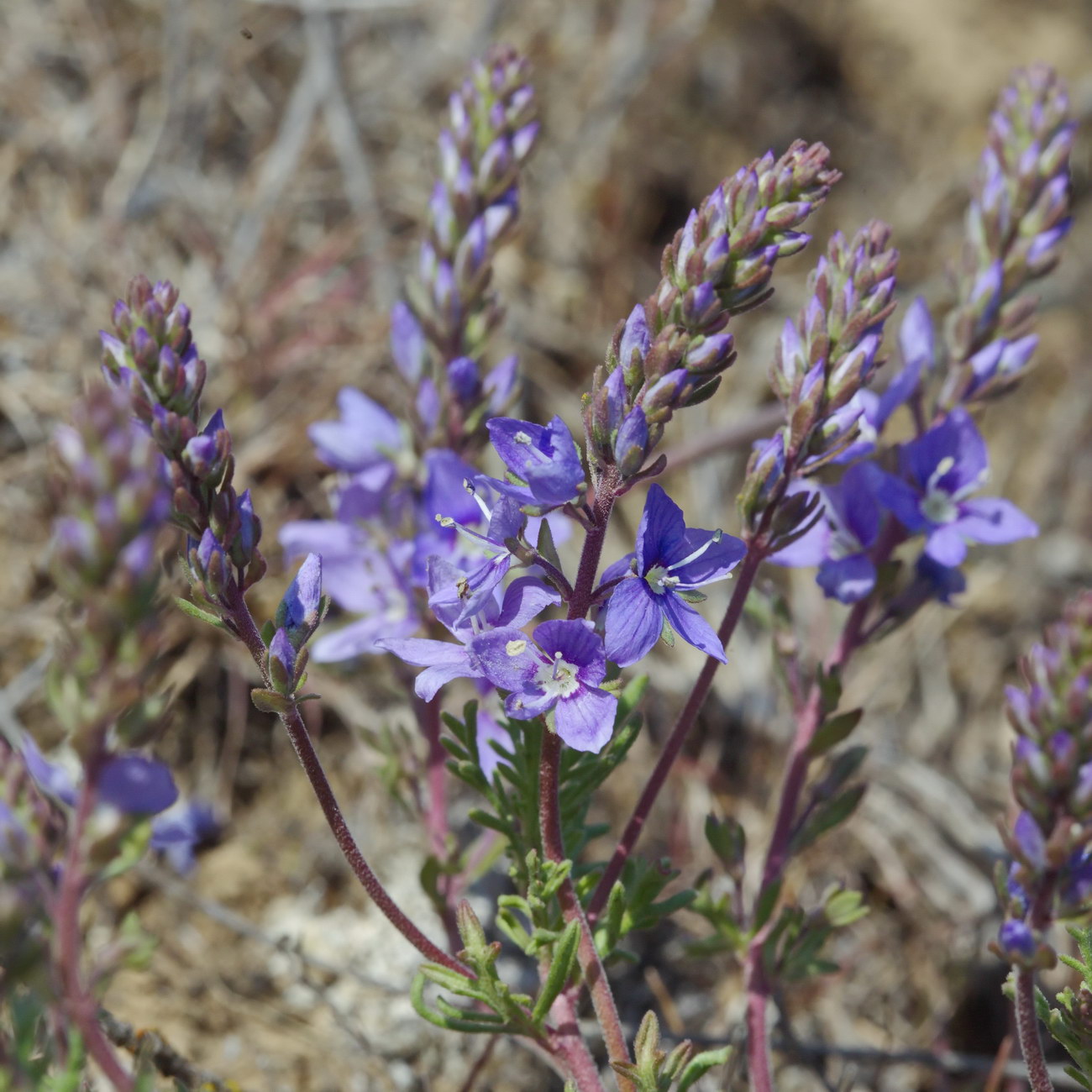 Image of Veronica multifida specimen.