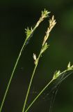 Carex lithophila. Верхушки генеративных побегов. Приморский край, г. Владивосток, ООПТ БСИ ДВО РАН, искусственная отсыпка из камня. 01.07.2025.