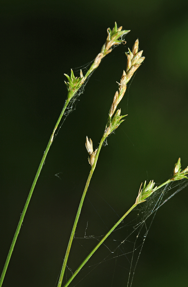 Image of Carex lithophila specimen.