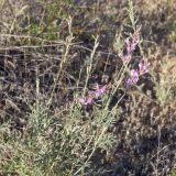 Astragalus astrachanicus