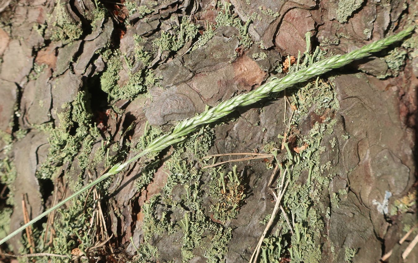 Image of Koeleria grandis specimen.