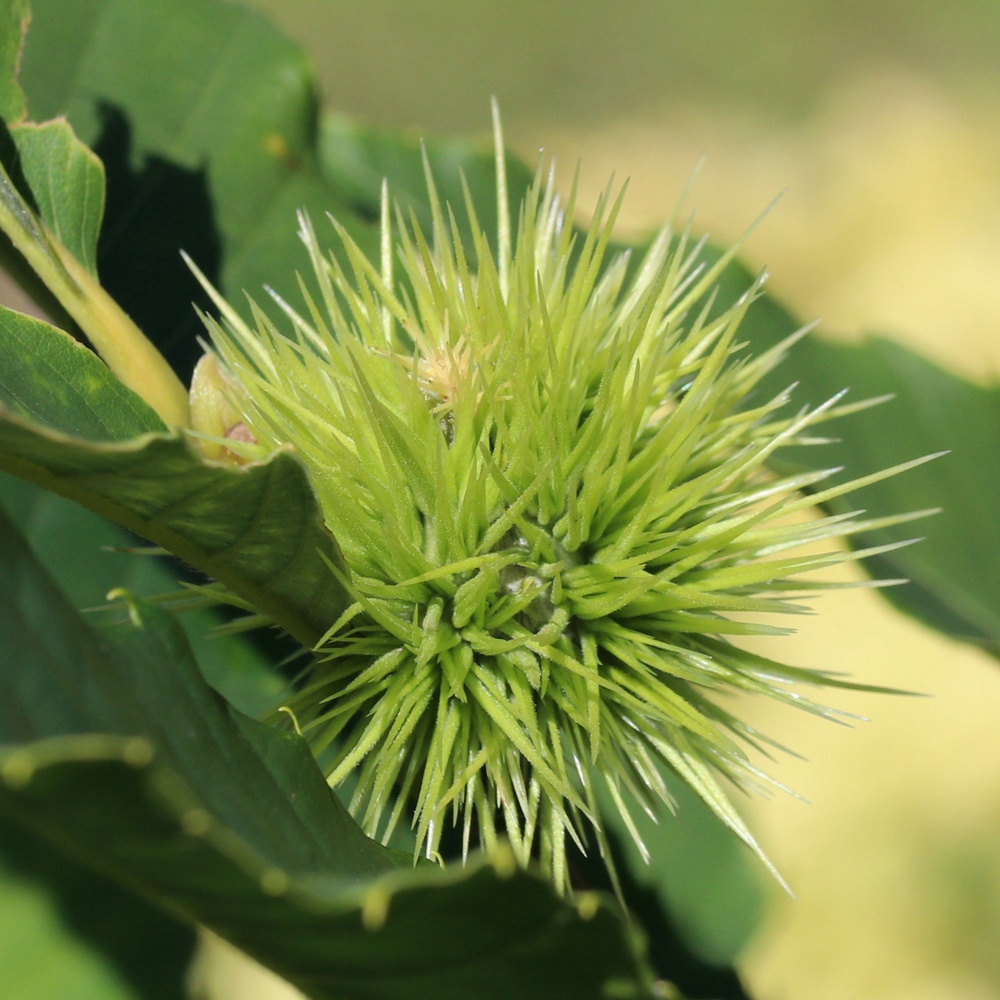 Image of Castanea sativa specimen.