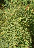Glycyrrhiza glabra. Плодоносящее растение. Узбекистан, г. Ташкент, Ботанический сад им. Ф.Н. Русанова, в культуре (?). 03.09.2025.