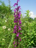 Anacamptis laxiflora подвид elegans. Соцветие. Крым, Байдарская долина, окр. с. Тыловое, разлив источника Биюк-Чокрак. 14.06.2010.