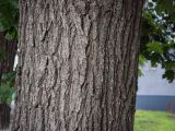 Acer platanoides