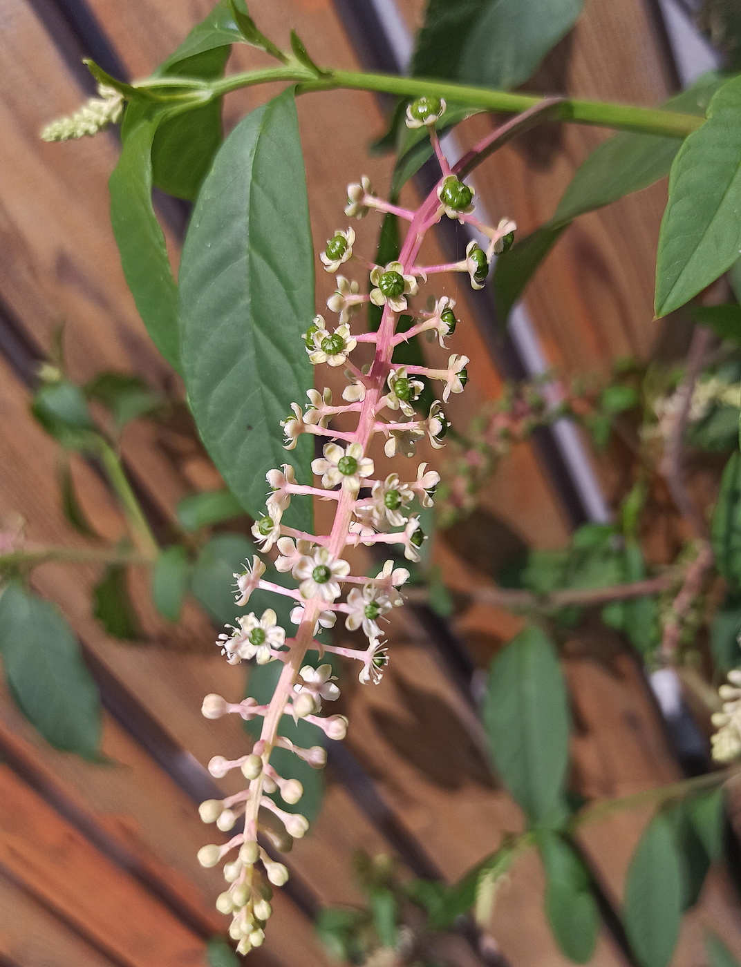 Image of Phytolacca acinosa specimen.