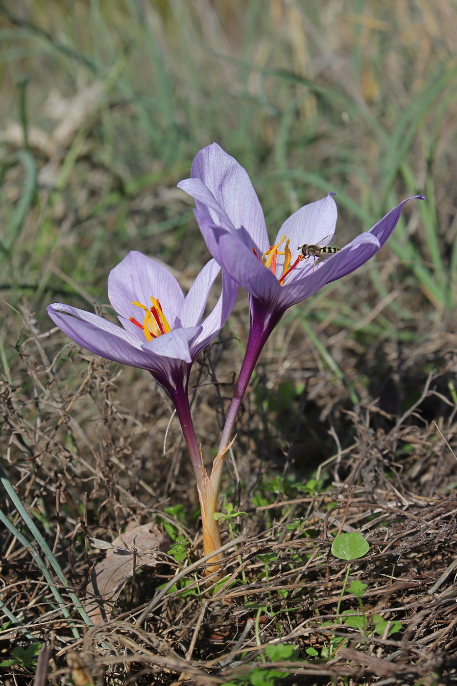 Image of Crocus pallasii specimen.