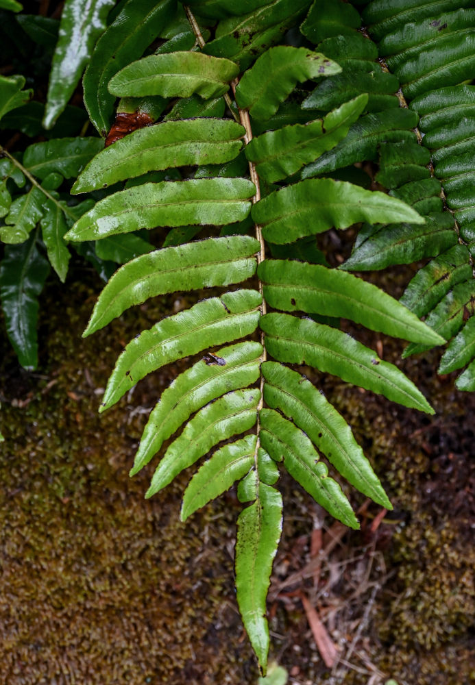 Изображение особи Blechnum chilense.