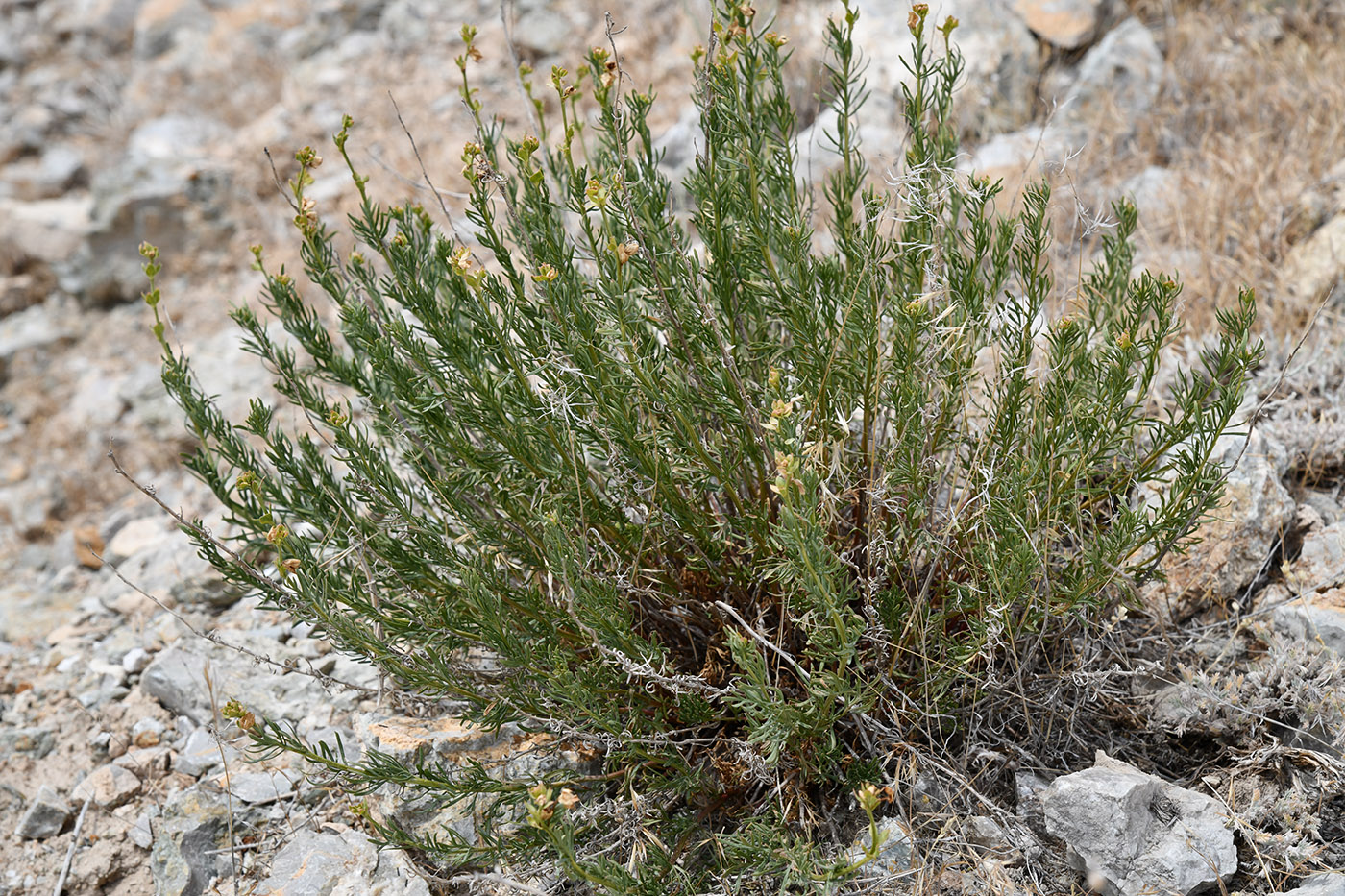 Image of Niedzwedzkia semiretschenskia specimen.