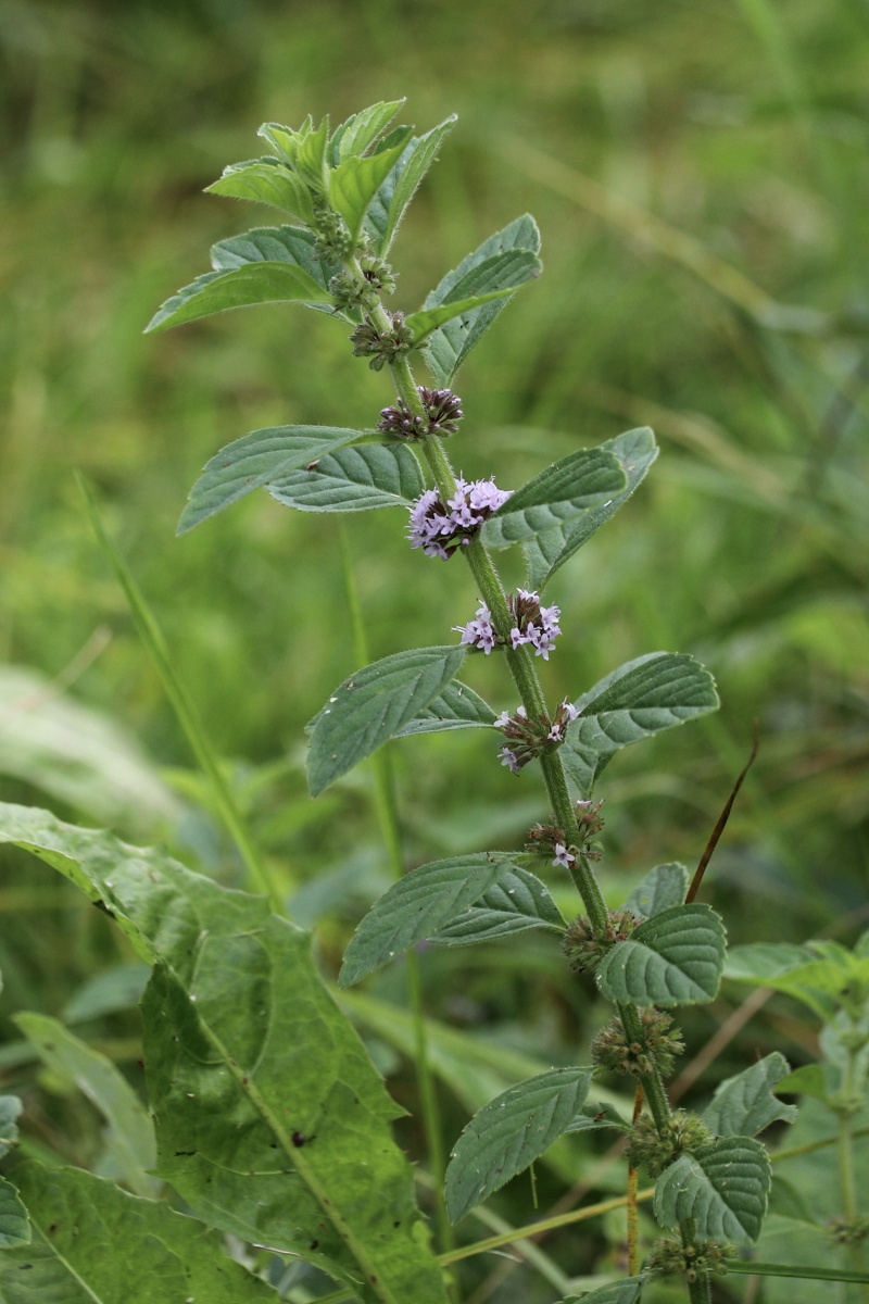Image of Mentha arvensis specimen.