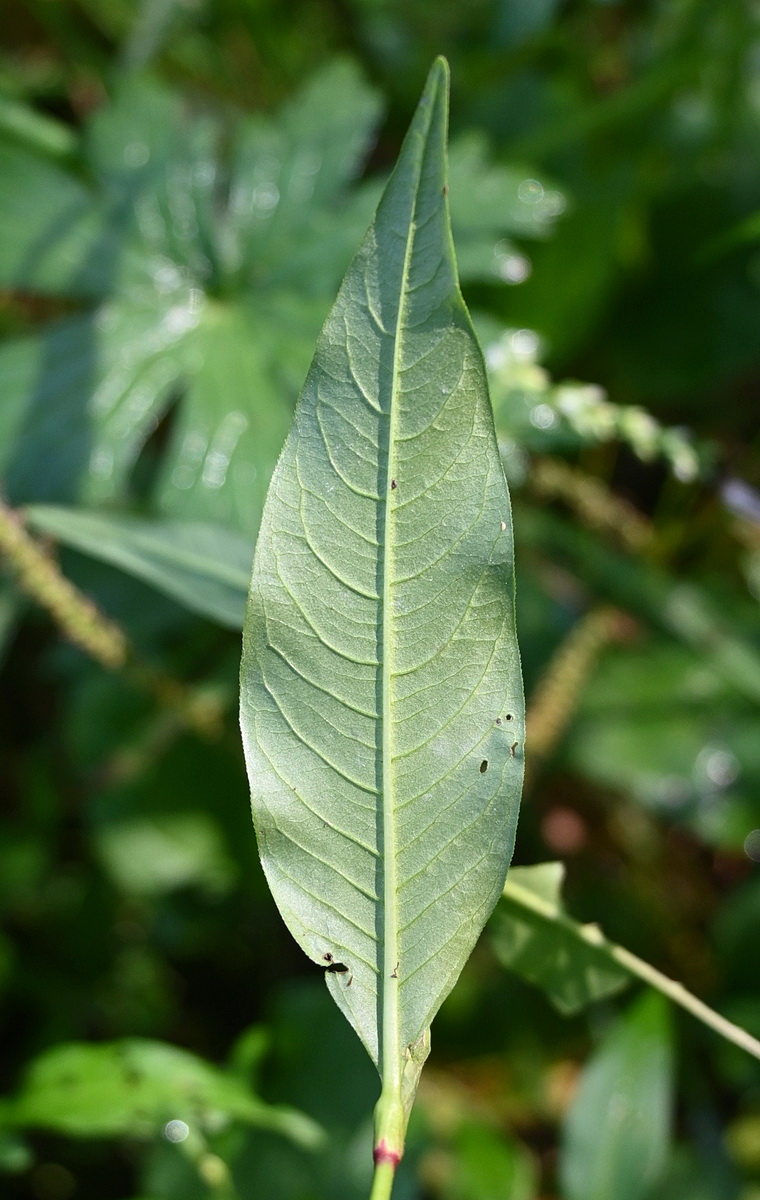Изображение особи род Polygonum.