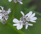 Coriandrum sativum
