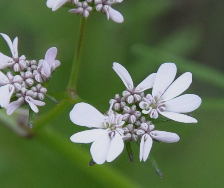 Image of Coriandrum sativum specimen.
