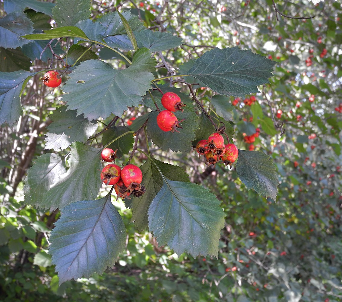 Изображение особи род Crataegus.