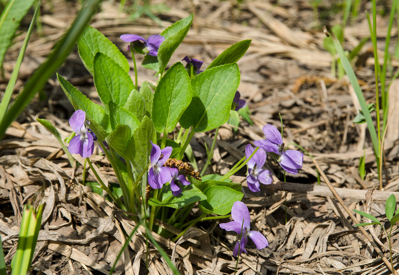 Изображение особи Viola collina.