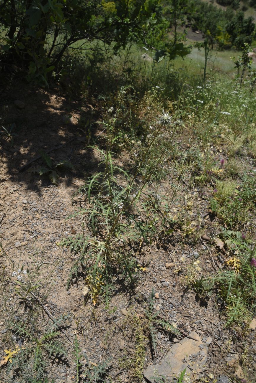 Image of genus Echinops specimen.