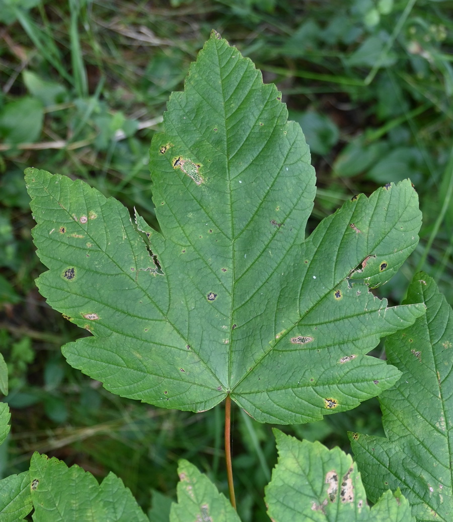 Image of genus Acer specimen.