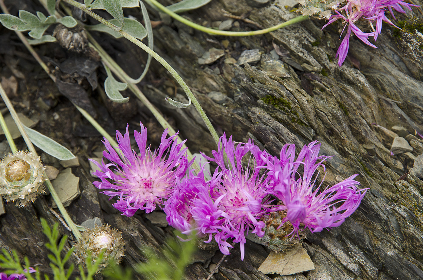 Изображение особи Psephellus sibiricus.