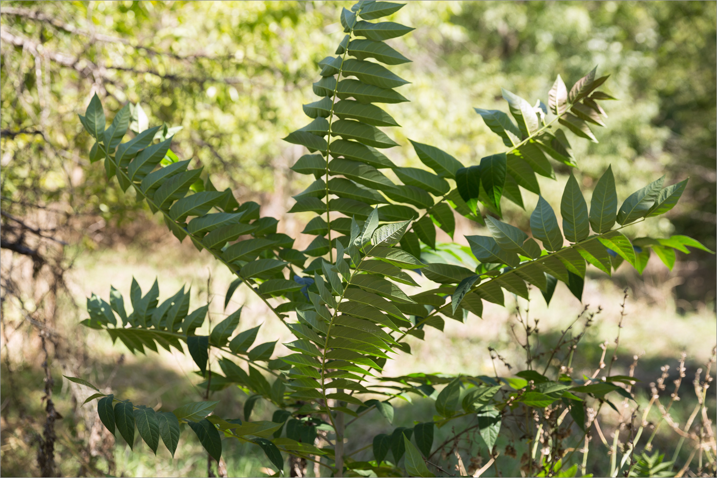 Image of Ailanthus altissima specimen.