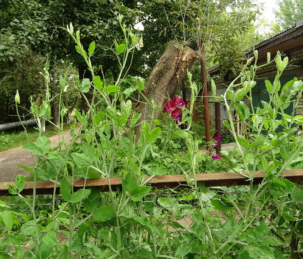 Image of genus Lathyrus specimen.
