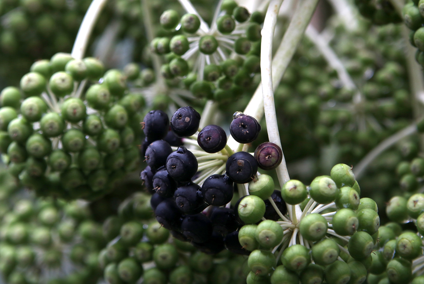 Image of Fatsia japonica specimen.