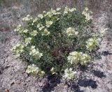 Lagochilus ketmentubensis