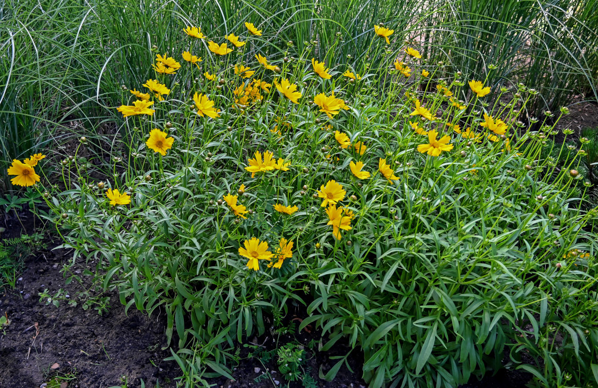 Image of Coreopsis grandiflora specimen.