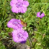 Dianthus chinensis. Цветки и бутоны. Приморский край, Уссурийский р-н, окр. с. Монакино. 17 августа 2008 г.