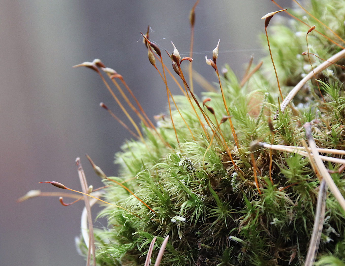 Image of Dicranum scoparium specimen.