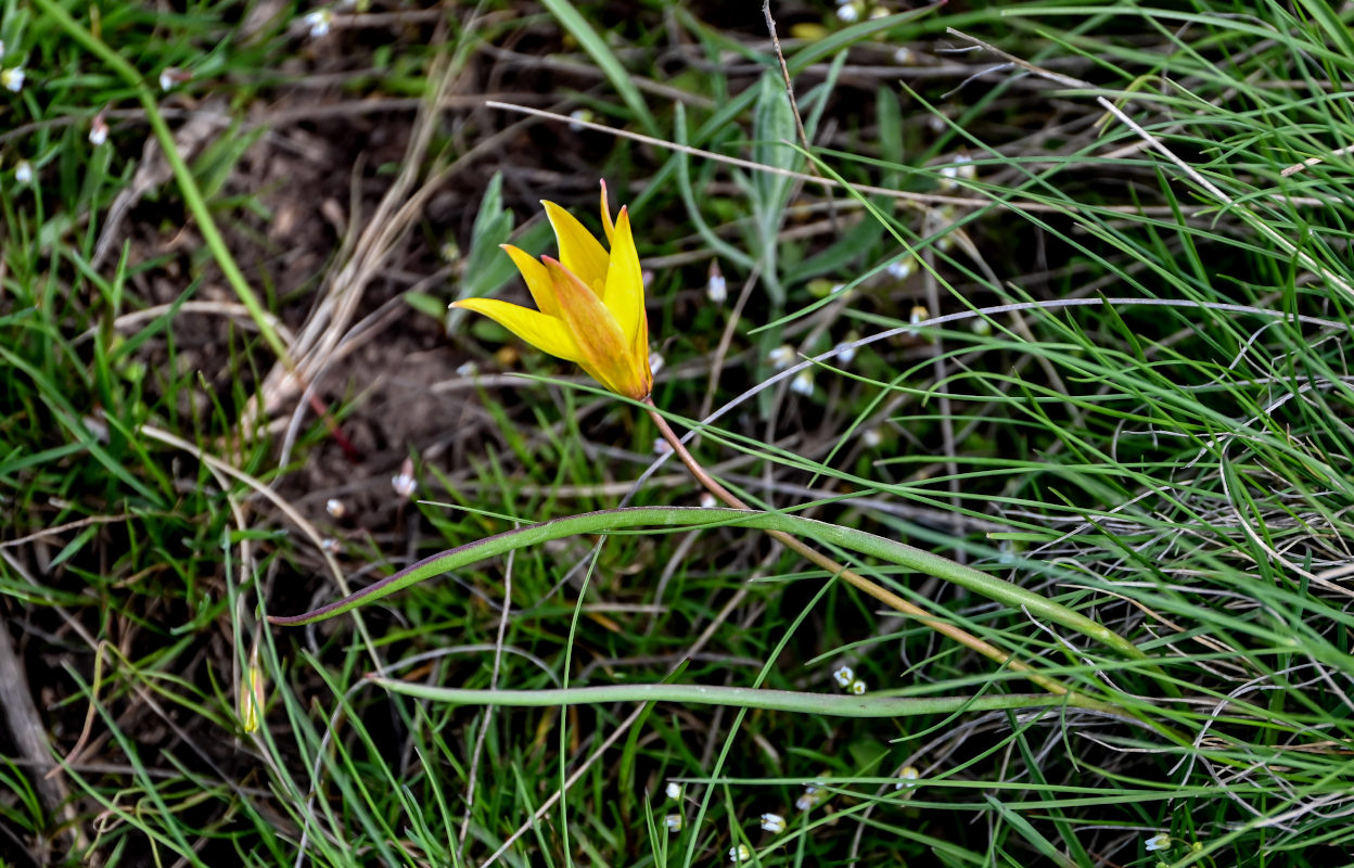 Image of Tulipa biebersteiniana specimen.