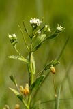 genus Arabis. Верхушка цветущего и плодоносящего растения. Ростовская обл., Весёловский р-н, окр. хут. Казачий, степной склон. 16.04.2026.
