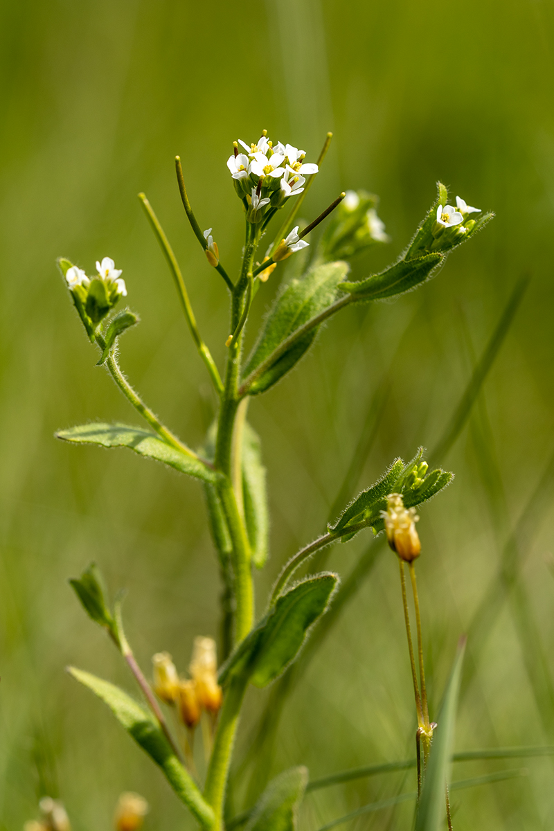 Image of genus Arabis specimen.