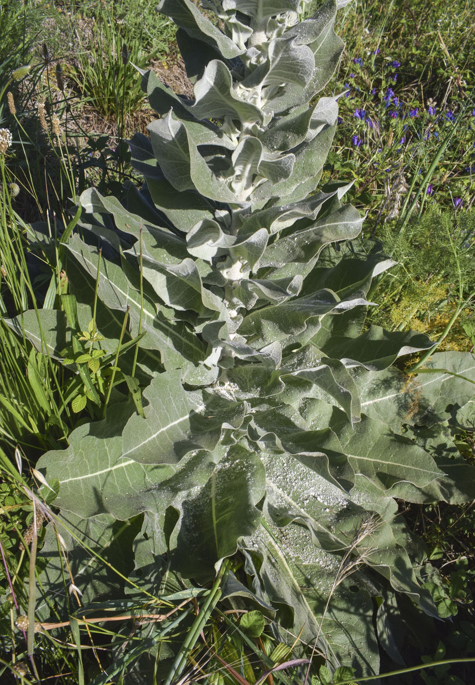 Изображение особи Verbascum pulverulentum.